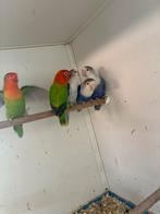 Vogels, Dieren en Toebehoren, Vogels | Parkieten en Papegaaien