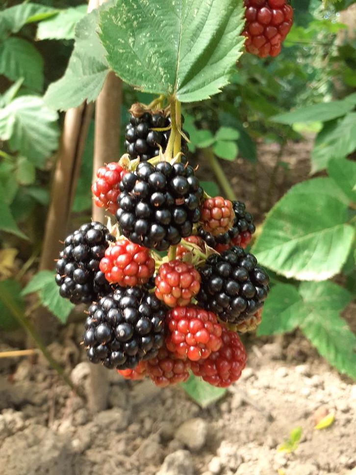 Partij kleinfruit planten, Jardin & Terrasse, Plantes | Jardin, Plante fixe, Graminées ornementales, Enlèvement