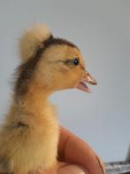 Boedeieren loopeenden met kuif geKuifde, Geslacht onbekend, Eend