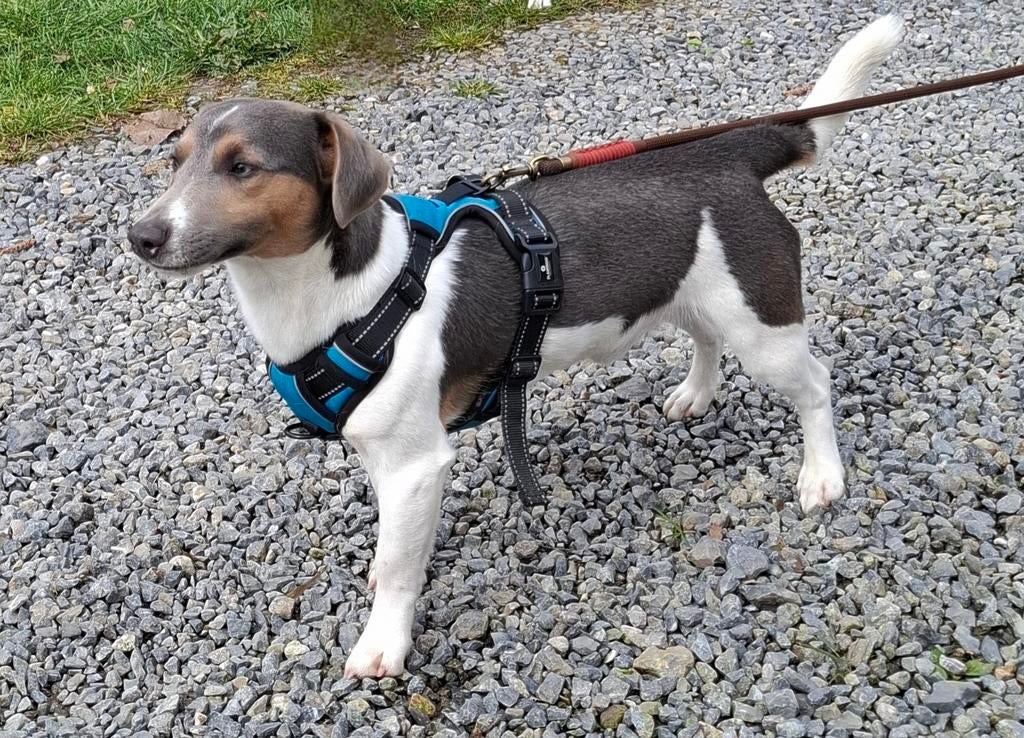 Dekreu Jack Russel, Dieren en Toebehoren, Honden | Jack Russells en Terriërs, Jack Russell Terriër, Particulier, Eén hond, België