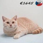 British Shorthair - Adorable chaton à vendre, 0 à 2 ans