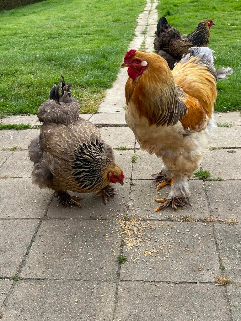 4 poussins Brahma, Sexe inconnu, Poule ou poulet