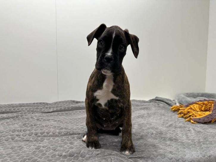 Boxer pups, Dieren en Toebehoren, Honden | Bulldogs, Pinschers en Molossers, Meerdere dieren, Overige rassen, Fokker | Professioneel