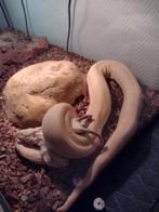 Boa met terrarium compleet, Animaux & Accessoires, Reptiles & Amphibiens