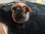 2 vrouwelijke cavia s, Animaux & Accessoires, Décembre, Cobaye