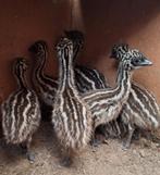 Poussins d'émeu