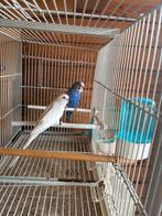 Grasparkiet, Dieren en Toebehoren, Meerdere dieren, Parkiet