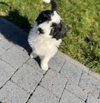 Beaux chiots Aussiedoodle (berger australien x caniche), Plusieurs, Hépatite contagieuse (maladie de Rubarth), Belgique, Berger