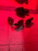 Japanse jumbo kwartel kuikens eendags  5 stuks, Dieren en Toebehoren, Ophalen, Zo goed als nieuw