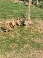 Creme legbar, Animaux & Accessoires, Poule ou poulet