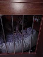 Ik heb er twee te koop nog ingepakt volledige nieuwe, Dieren en Toebehoren, Ophalen