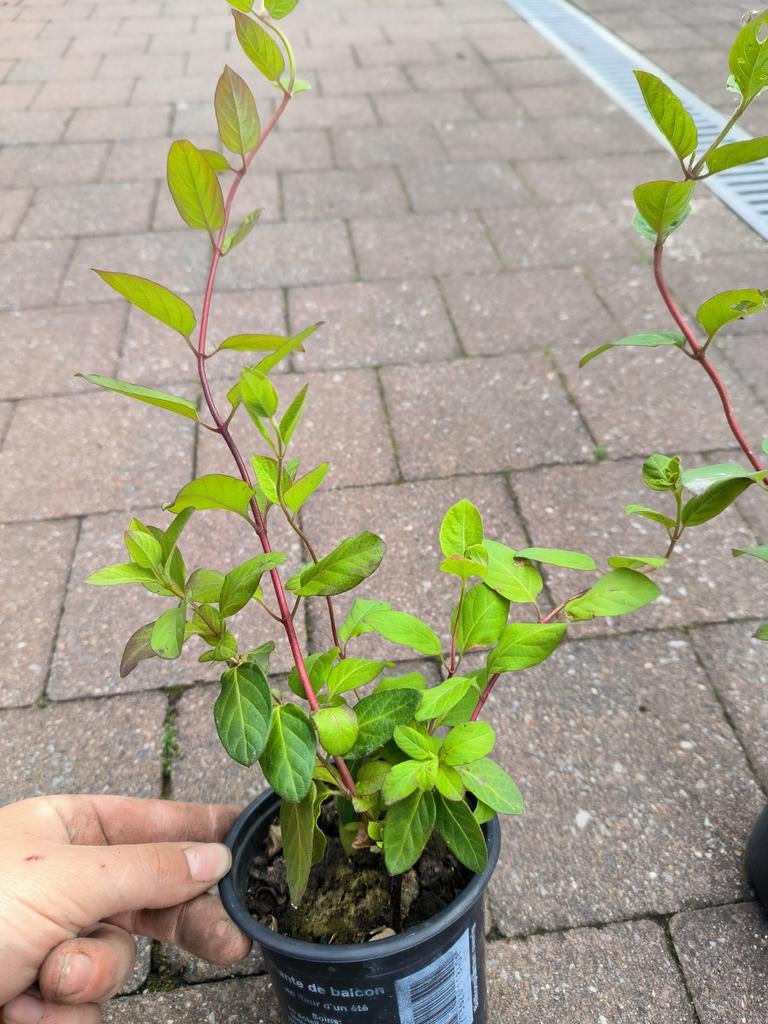 Lonicera Japonica kamperfoelie, Tuin en Terras, Ophalen, Overige soorten