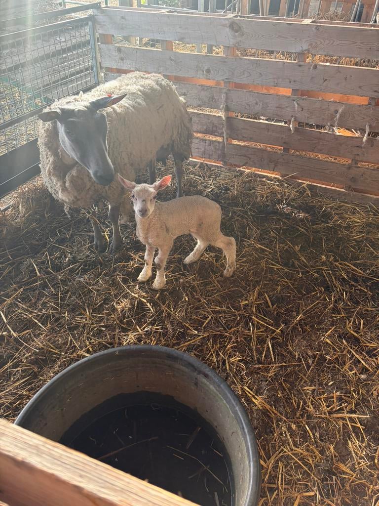 Schaap met bok lam, Dieren en Toebehoren, Schaap