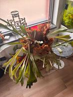 Mooie grote hertshoorn, Huis en Inrichting, Kamerplanten, Ophalen, In pot