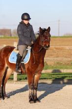 Pony King — 5 ans — Jardin — 1m42, Animaux & Accessoires, Poneys, Hongre, Poney de récréation