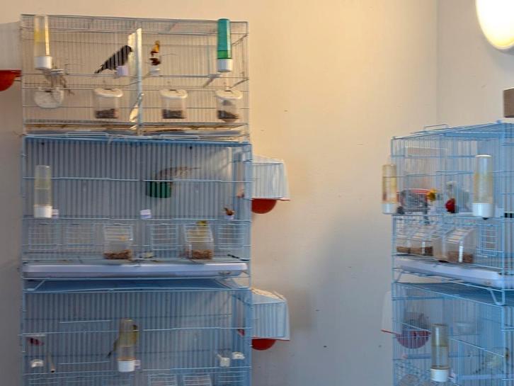 Elevage canaris 5 couples, Animaux & Accessoires, Oiseaux | Cages & Volières, Comme neuf, Enlèvement ou Envoi