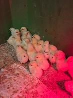 Broedeieren witte leghorn x leghorn isabelle patrijs, Dieren en Toebehoren