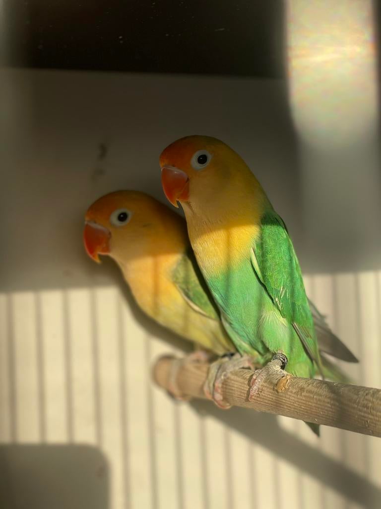 Couple inseparable fischeri, Mâle