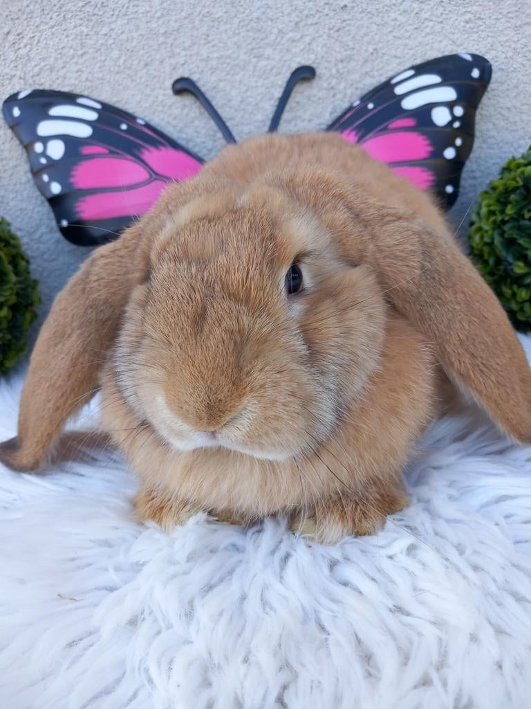 Franse hangoor voedster, Dieren en Toebehoren, Konijnen, Vrouwelijk, Groot, Hangoor, 0 tot 2 jaar