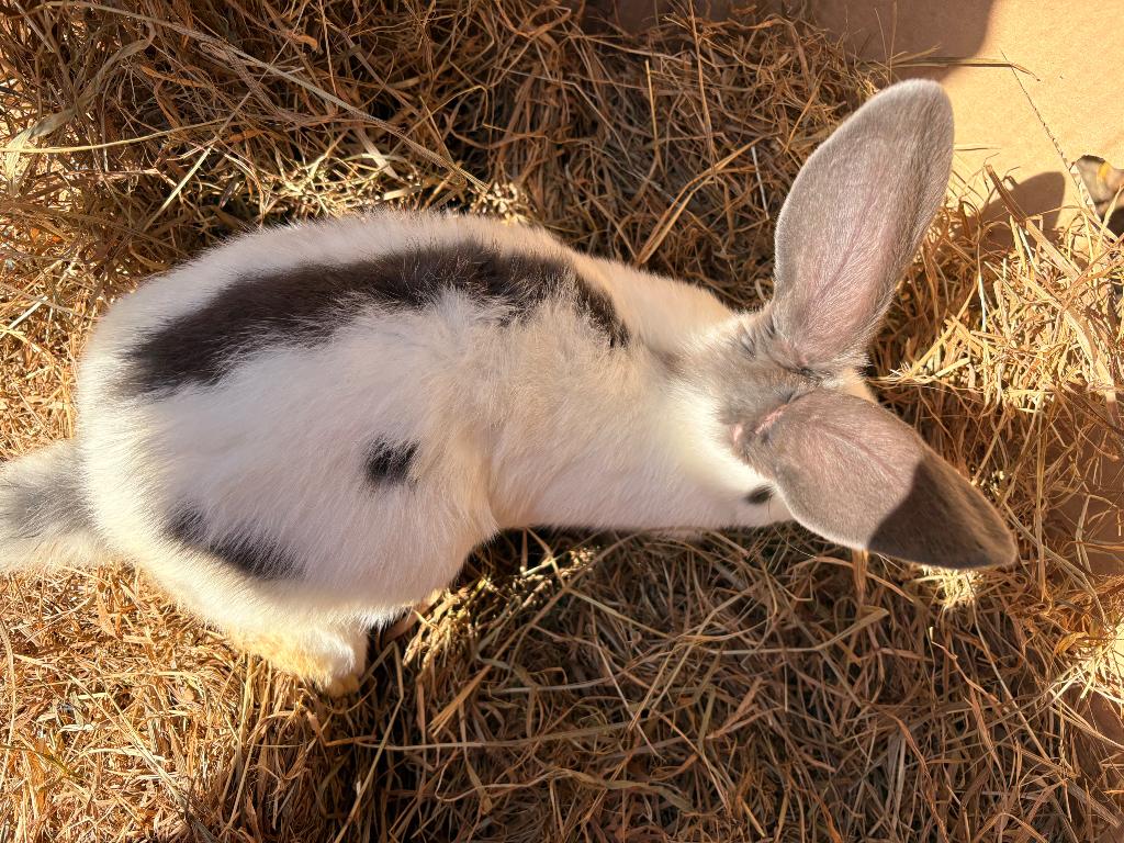 Géant papillon français pure race, Plusieurs animaux, Grand, 0 à 2 ans