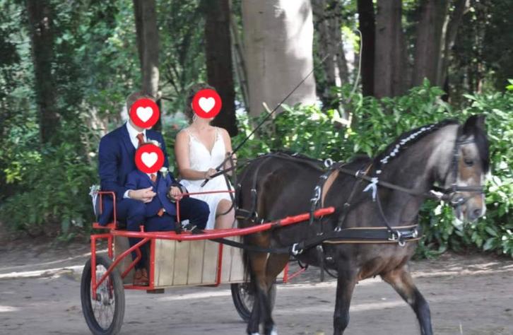 Pony koets - Sulky, Dieren en Toebehoren, Rijtuigen en Koetsen, Gebruikt, Sulky, Pony