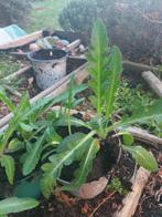 Papaver groot verschillende kleuren, Jardin & Terrasse, Plantes | Jardin, Enlèvement, Plante fixe