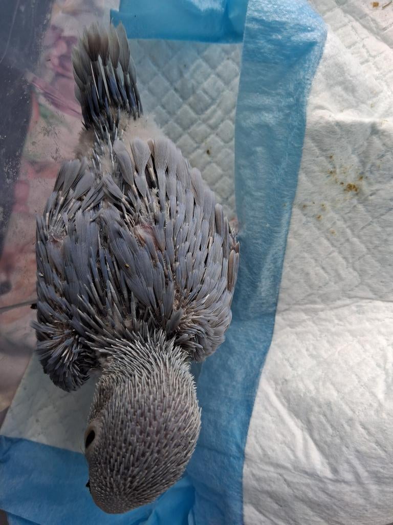 halsband parkiet, Dieren en Toebehoren, Parkiet