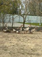 Ganzen te koop, Dieren en Toebehoren