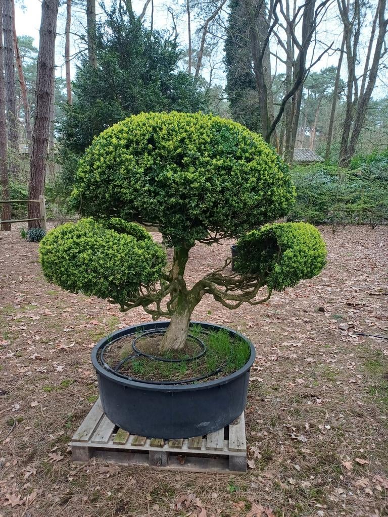 bonsai buxus, Tuin en Terras, Ophalen