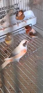 couple Canaris arlequin, Femelle