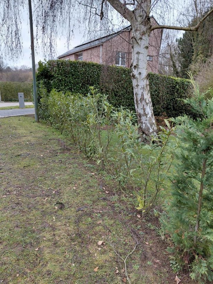 Laurier, Tuin en Terras, Gaas en Draad, Ophalen