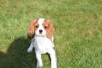 Chiots épagneuls Cavalier King Charles, Animaux & Accessoires, 15 semaines à 1 an, Étranger, Hépatite contagieuse (maladie de Rubarth)