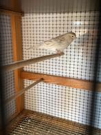 Kanarie isabel wit man, Dieren en Toebehoren, Vogels | Overige Vogels