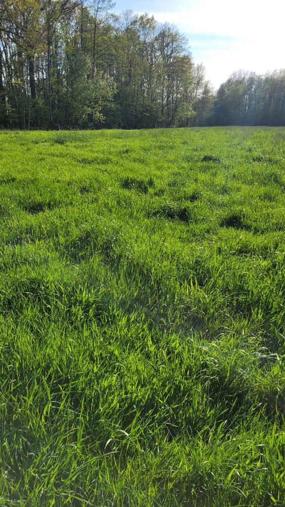Weide te koop Puurs Sint-Amands Bornem Buggenhout Opdorp, Dieren en Toebehoren, Stalling en Weidegang