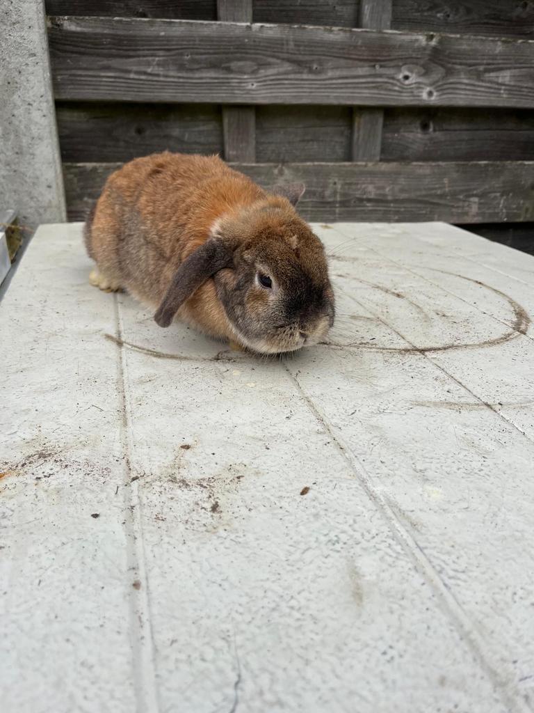 Hangoor konijn super tam, Oreilles tombantes