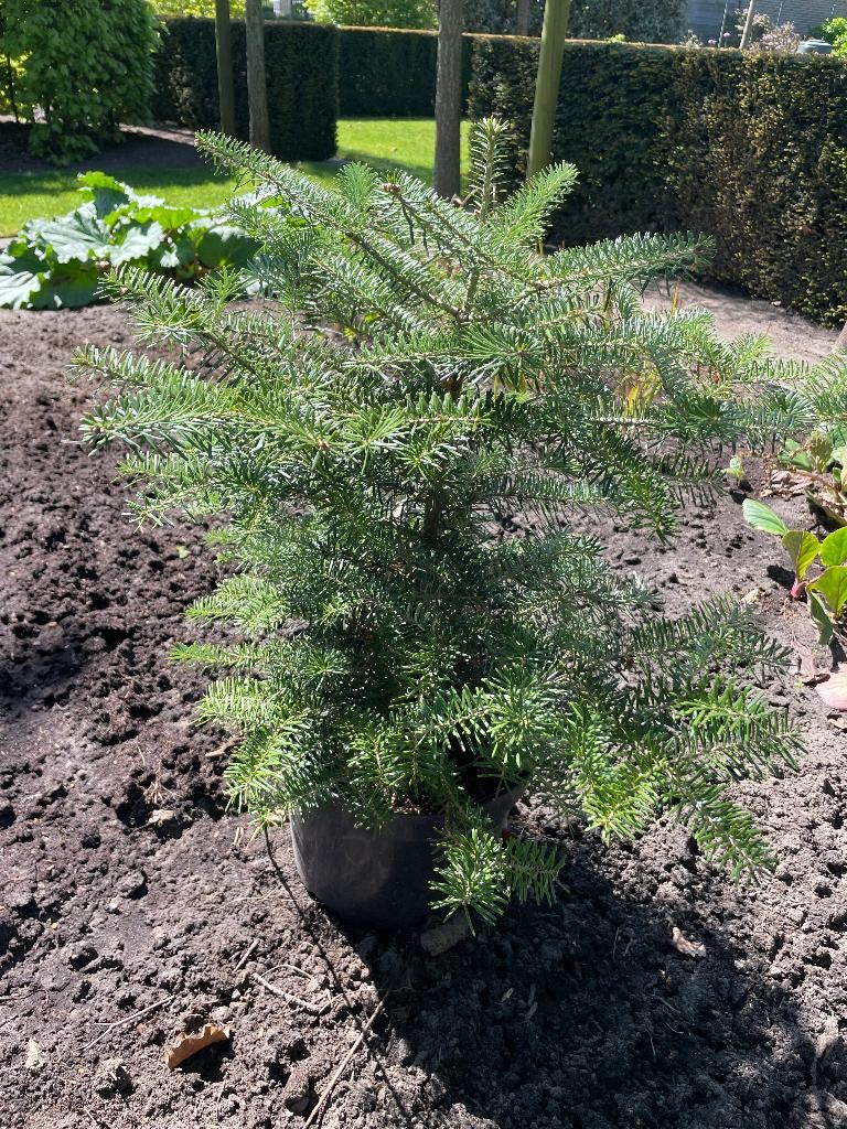 Koreaanse spar, Tuin en Terras, Planten | Bomen, Bloeit niet, Overige soorten, Minder dan 100 cm, Ophalen