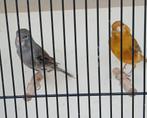 Koppel kanaries, Dieren en Toebehoren, Vogels | Kanaries