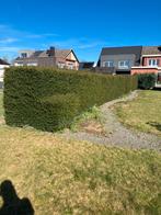 Taxus haag, Enlèvement, Taxus, Haie