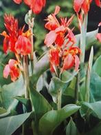 Canna's, Overige soorten, Volle zon, Vaste plant, Ophalen of Verzenden