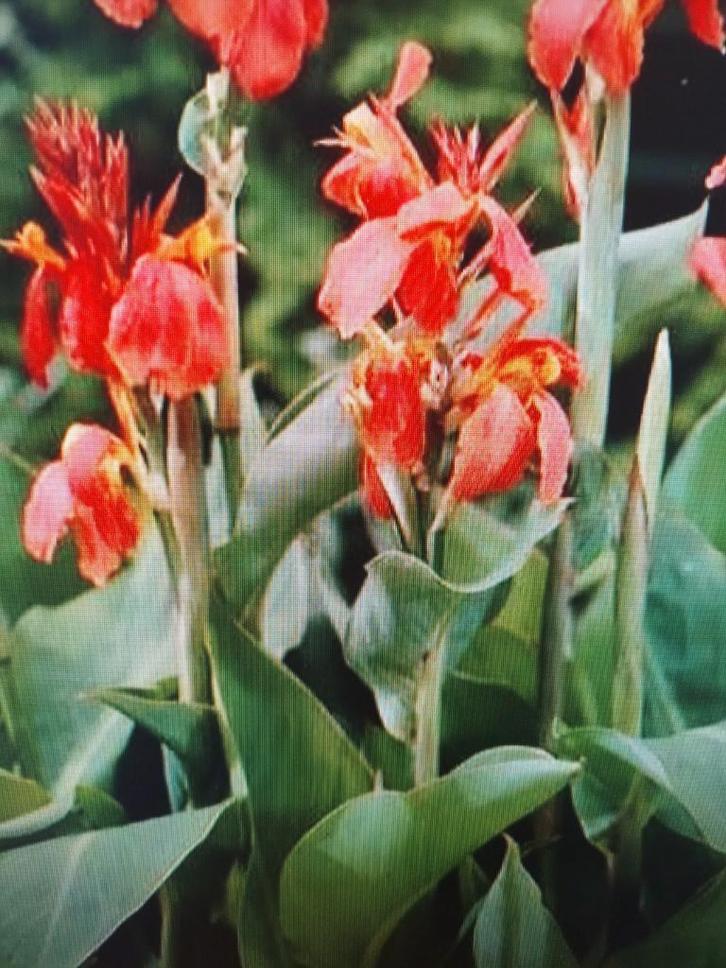 Canna's, Tuin en Terras, Planten | Tuinplanten, Vaste plant, Overige soorten, Volle zon, Zomer, Ophalen of Verzenden