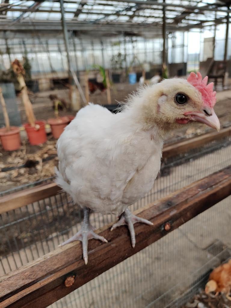 Poule de Bresse en mix kuikens van 4 weken oud te koop., Dieren en Toebehoren, Pluimvee, Geslacht onbekend, Kip