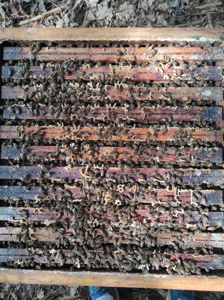 Bijenvolken, Animaux & Accessoires, Insectes & Araignées