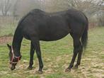 Jument 13 ans onc, Dieren en Toebehoren, Paarden, Merrie, Gechipt, Zadelmak, 11 jaar of ouder