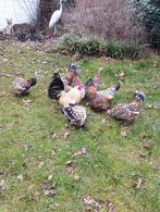 Broedeieren Nederlandse Sabelpoot kriel