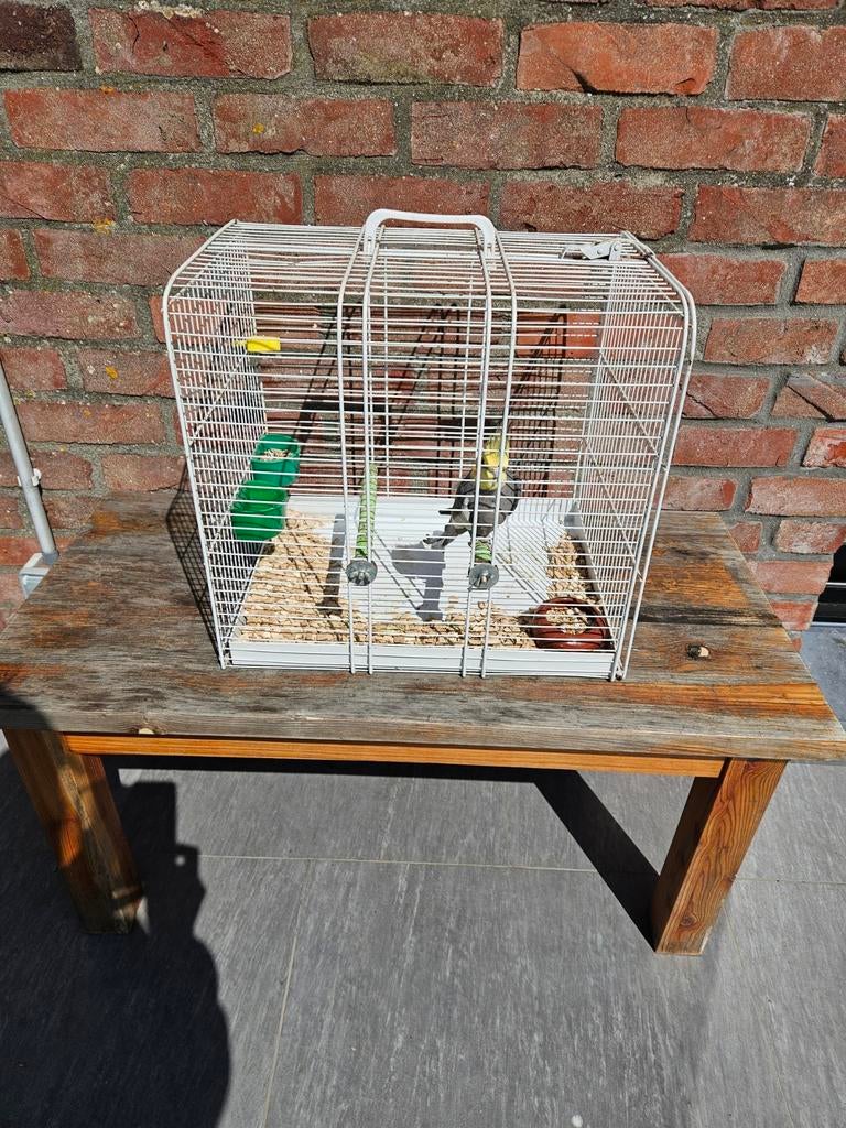 Callopsites + cage de transport, Animaux & Accessoires, Mâle, Perruche