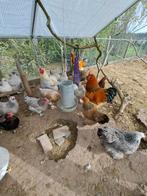 Broedeieren Brahma en Brahma x Marans