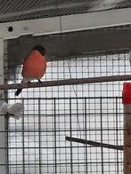 europese goudvink man, Mâle, Oiseau chanteur sauvage, Bagué