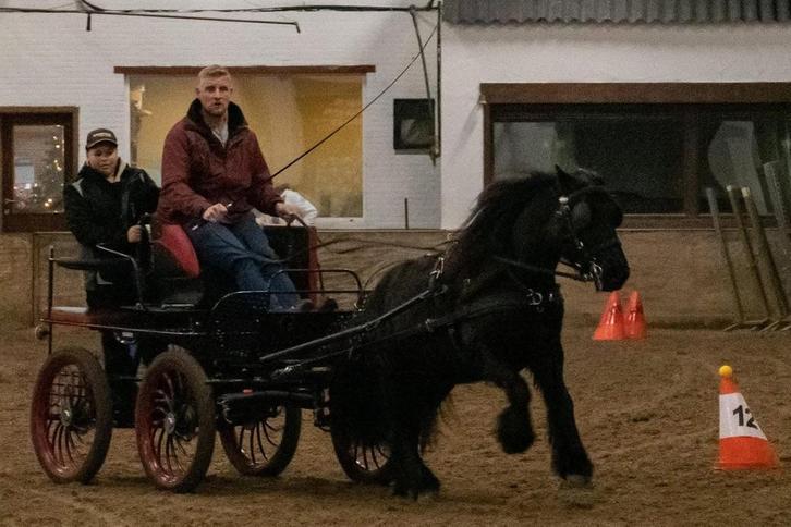 Fell pony ruin, Dieren en Toebehoren, Pony's, Ruin