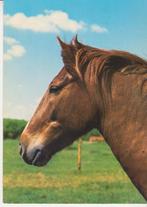 PAARD   9, Collections, Cartes postales | Animaux, Non affranchie, Cheval, Envoi