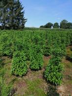 Coniferen en groenblijvende hagen, Ophalen, Conifeer, Haag, 100 tot 250 cm